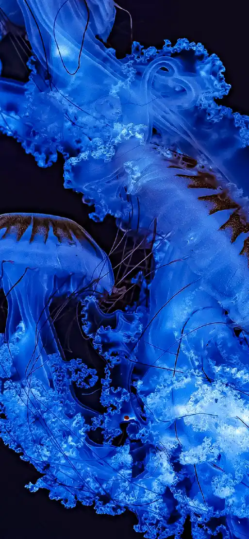 Abyss Blue fiberglass pool color